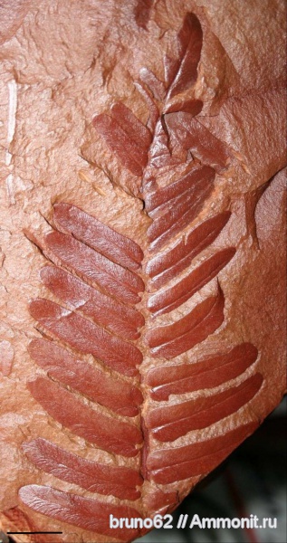 Carboniferous, Neuropteris tenuifolia, Neuropteris, Bolsovian, France, plants from Liévin aera