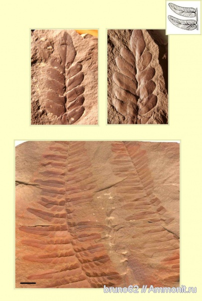 Carboniferous, Neuropteris tenuifolia, Neuropteris, Bolsovian, France, plants from Liévin aera