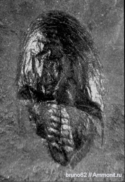 Carboniferous fauna from Liévin, Valloisella, Valloisella lievinensis, Xiphosura