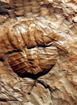 Euproops rotundata