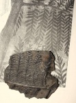 Alethopteris lonchitica part 2