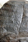 Alethopteris lonchitica part 3