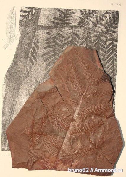 Carboniferous, Alethopteris, Alethopteris lonchitica, Bolsovian, France, plants from Liévin aera
