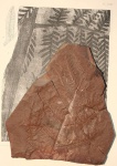 Alethopteris lonchitica part 3