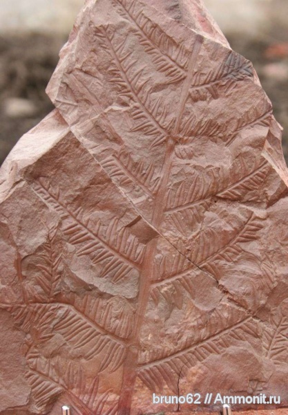 Carboniferous, Alethopteris, Alethopteris lonchitica, Bolsovian, France, plants from Liévin aera