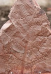Alethopteris lonchitica part 4