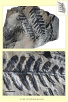Alethopteris grandini