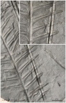 Alethopteris decurens