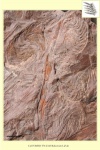 Alethopteris lonchitica , juvenil frond