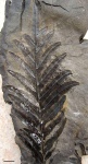 Alethopteris bertrandi
