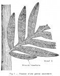 Alethopteris bertrandi