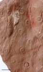 Stigmaria