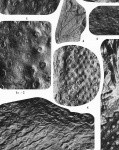 stigmaria ficoides var. reticulata