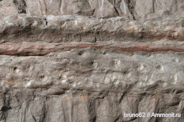 Carboniferous, stigmaria, Bolsovian, France, plants from Liévin aera