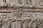 Stigmaria part 3