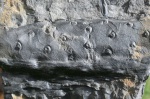 Stigmaria part 6