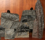 Stigmaria