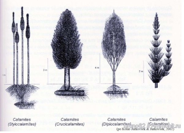 Calamites