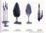 The main genus Calamites