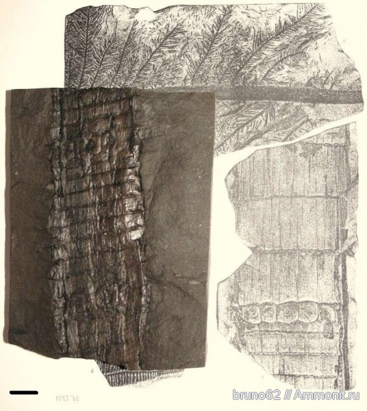 Carboniferous, Bolsovian, France, plants from Liévin aera, Calamitina
