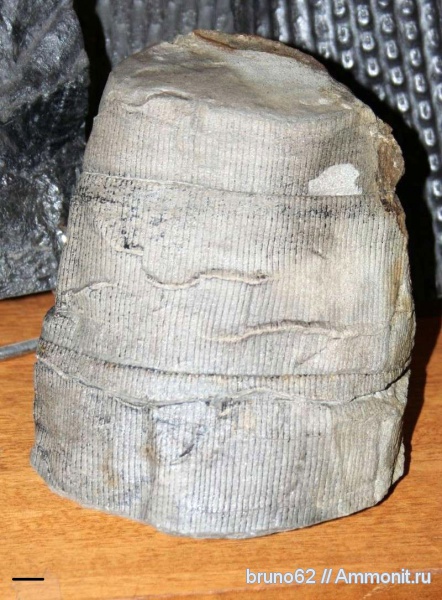 Calamites, Carboniferous from USA
