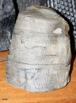 Calamites from USA