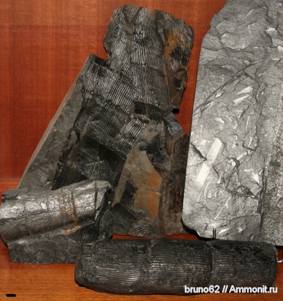Carboniferous, Calamites, Bolsovian, France, plants from Liévin aera