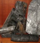 Calamites