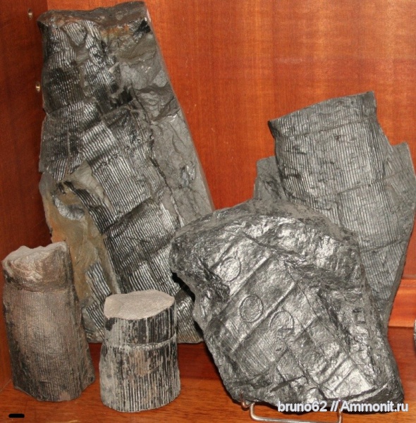 Carboniferous, Calamites, Bolsovian, France, plants from Liévin aera