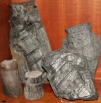 Calamites