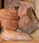 Calamites