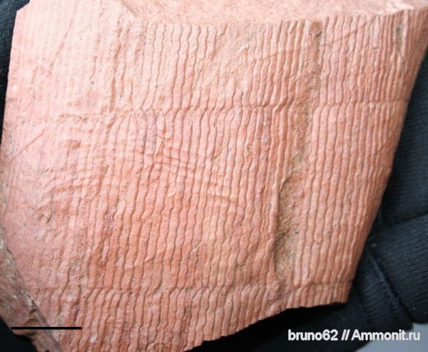 Carboniferous, Stylocalamites, Bolsovian, France, plants from Liévin aera, Stylocalamites undulatus