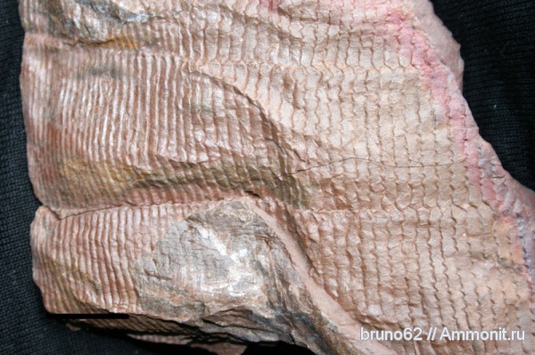 Carboniferous, Stylocalamites, Bolsovian, France, plants from Liévin aera, Stylocalamites undulatus