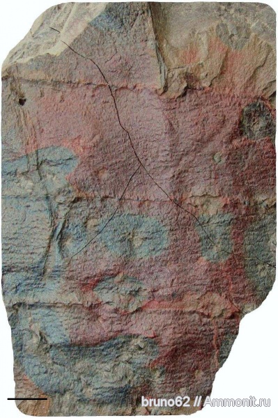 Carboniferous, Calamites, Bolsovian, France, plants from Liévin aera