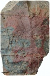 Calamites external bark