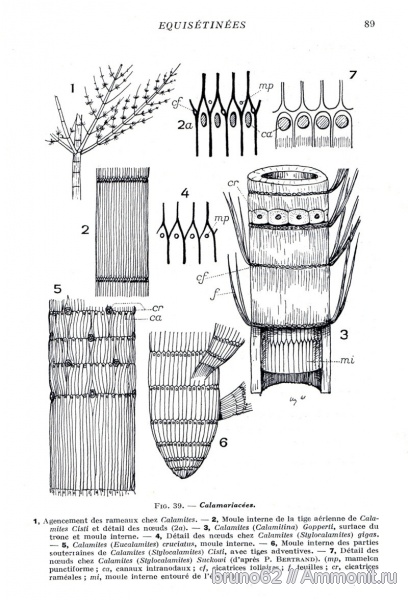 Carboniferous, Calamites, Bolsovian, France, plants from Liévin aera