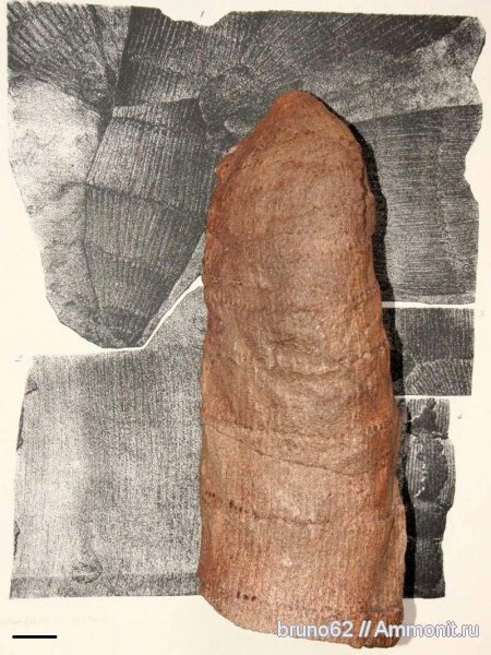 Carboniferous, Stylocalamites, Bolsovian, France, plants from Liévin aera