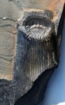 Calamites node