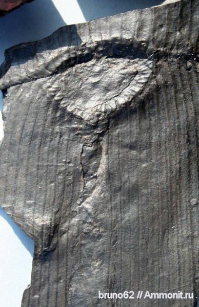 Carboniferous, Calamites, Bolsovian, France, plants from Liévin aera