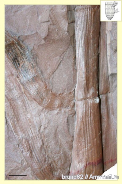 Carboniferous, Calamites, Bolsovian, France, plants from Liévin aera