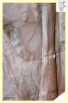 Calamites node and branch