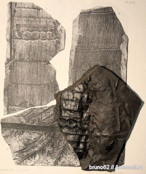 Carboniferous, Calamites, Bolsovian, France, plants from Liévin aera, Calamitina