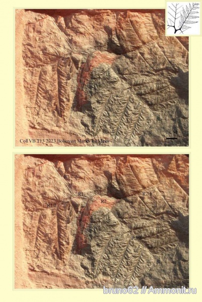 Mariopteris
