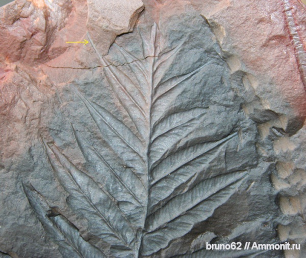 Carboniferous, Mariopteris, Bolsovian, France, plants from Liévin aera