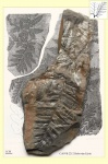 Mariopteris part 4