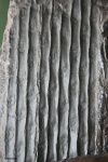 Sigillaria scutellata part 2