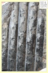 Sigillaria laevigata 4