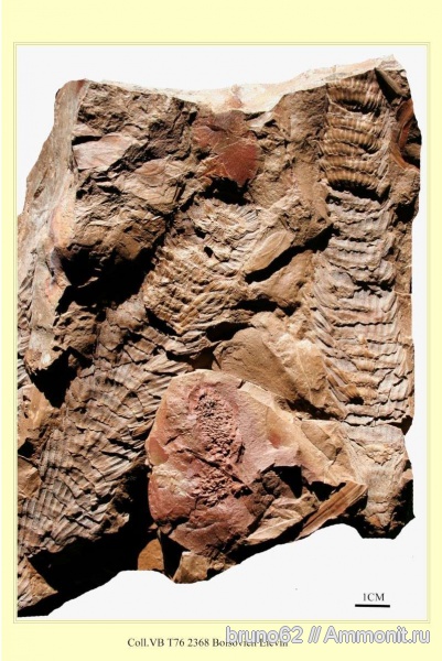 Carboniferous, Bolsovian, France, plants from Liévin aera, Macrostachya