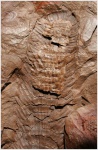 Macrostachya infundibuliformis part 2