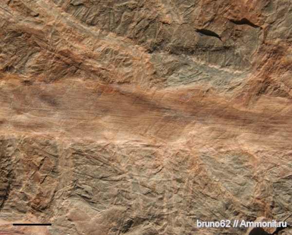 Carboniferous, Bolsovian, France, plants from Liévin aera, Pinnularia